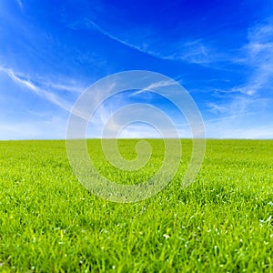 Grass field and blue sky