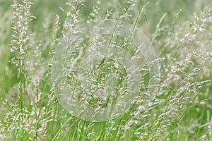 Grass field on blurred background in sun light