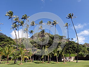 Grass field, Coconut, and other trees in park with Diamondhead C