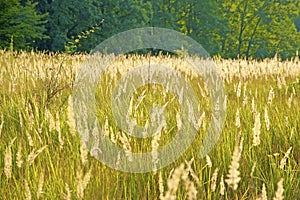 Grass field in countryside