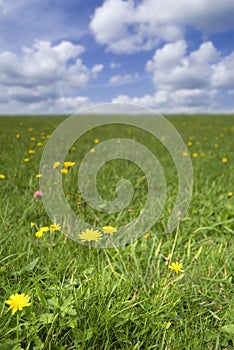 Grass field with dandelions in flower