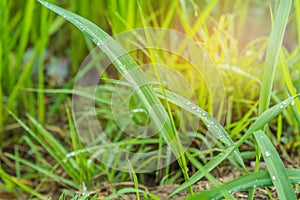 Grass field with dew drop on morning time.