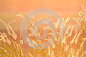 Grass field and golden sunset light background
