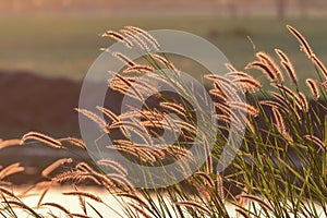 Grass field and golden sunset light background