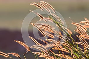 Grass field and golden sunset light background