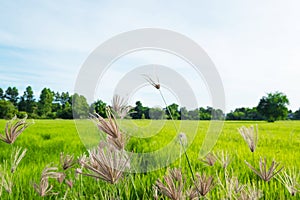 Grass field with green rice fields background inThailand