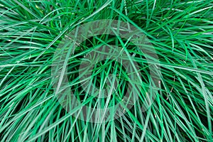 Grass in a field. Healthy lawn texture or background