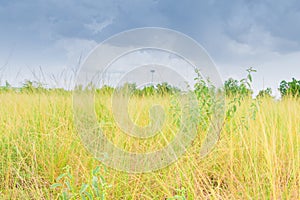 Grass field leaf in summer nature landscape beautiful on the sky background with copy space add text