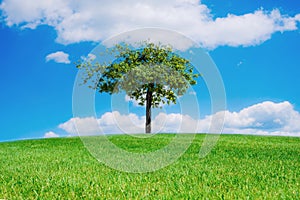 grass field with lone tree in summer sunny day