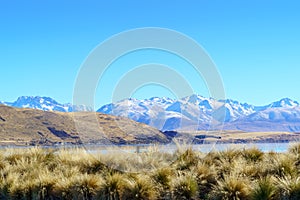 Grass field with Mountain view Background, Lake Tekapo, New Zealand