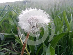 Grass field natural environmental cattle dandelion seeds