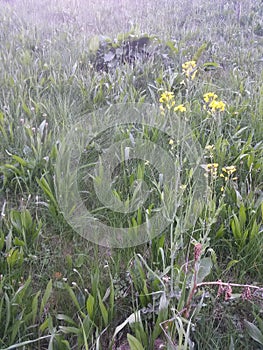Grass field natural environmental cattle dandelion seeds
