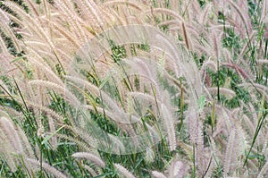 The grass in the field near term.