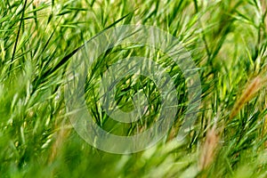 Grass field in Rovinj photo