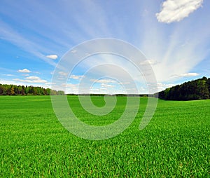 Grass field and sky
