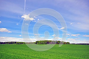 Grass field and sky