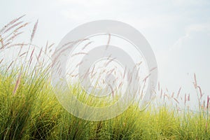 Grass in field at sunlight