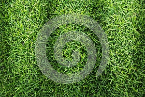 Grass field texture for golf course, soccer field or sports background concept design.