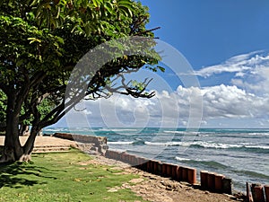 Grass field, and trees in park with shore wall next to shallow ocean waters with waves