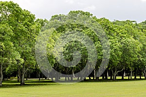 Grass field and tropical trees on sunny day.