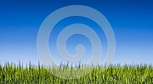 Grass field under a clear blue sky