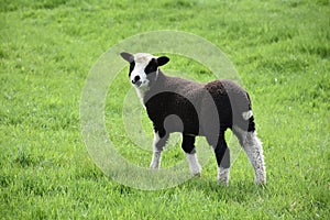 Very Cute Black and White Baby Lamb in a Field