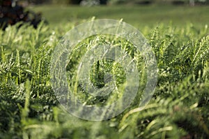 Grass Field Weeds