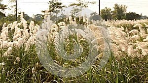 Grass field with windy blowing