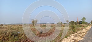 Grass fields structure tree and plant in rajnagar madhubani India