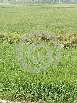 Grass fields structure tree and plant in rajnagar madhubani India