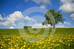 Grass fields with tree and clouds in the sky