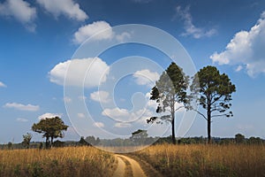 Grass fields under the blue sky