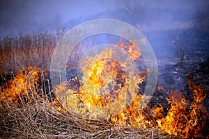 Grass fire