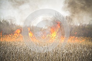 Grass fire