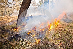 Grass Fire - Australian Bush Burn Off