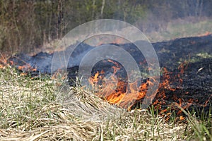 A grass fire or bush fire in the wild