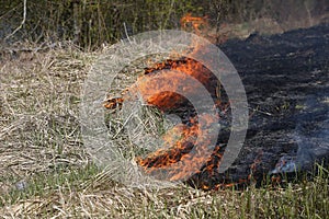 A grass fire or bush fire in the wild