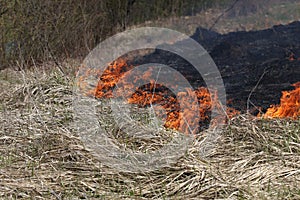 A grass fire or bush fire in the wild