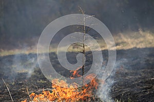 A grass fire or bush fire in the wild