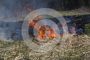 A grass fire or bush fire in the wild