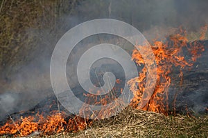 A grass fire or bush fire in the wild