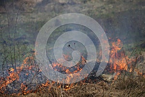 A grass fire or bush fire in the wild