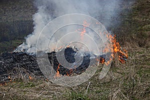 A grass fire or bush fire in the wild