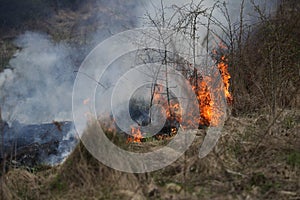 A grass fire or bush fire in the wild