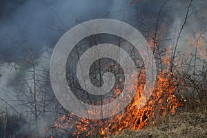 A grass fire or bush fire in the wild