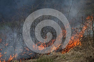 A grass fire or bush fire in the wild