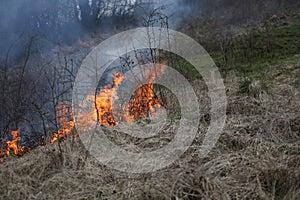 A grass fire or bush fire in the wild