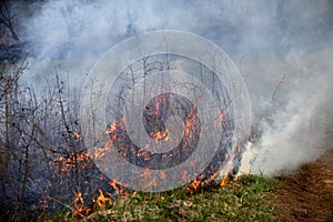 A grass fire or bush fire in the wild