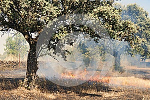A grass fire during the summer that destroys the ecosystem.