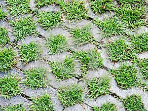 Grass floor